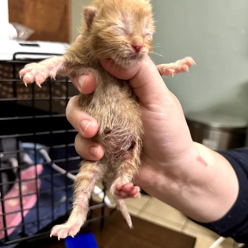 A baby small-sized male Orange / Red Domestic Short Hair cat named Dr. Whitaker for adoption in Champaign, IL