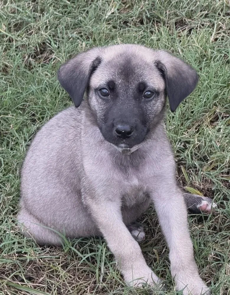 A baby large-sized female Tricolor (Brown, Black, & White) German Shepherd Dog dog named Sindel for adoption in Sedalia, CO