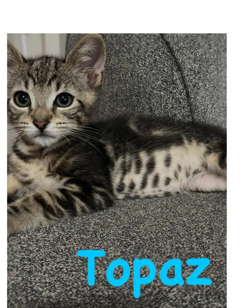 A baby small-sized male Brown / Chocolate Domestic Short Hair cat named Topaz for adoption in Vancouver, WA