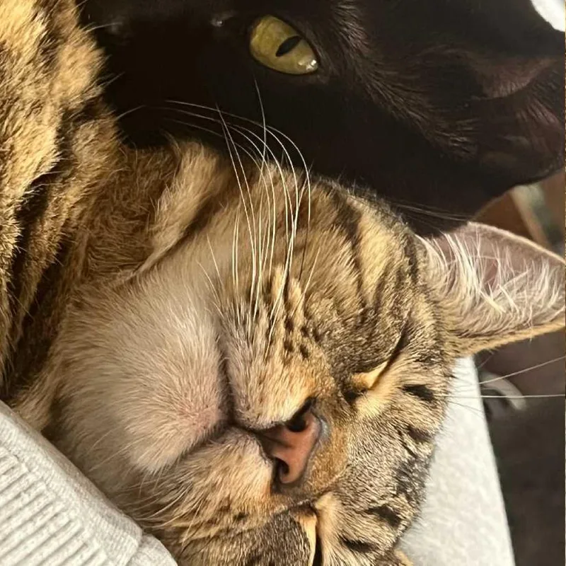 Anderson thumbnail 2