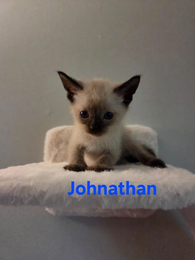 A baby medium-sized male Seal Point Siamese cat named Johnathan for adoption in Muncie, IN