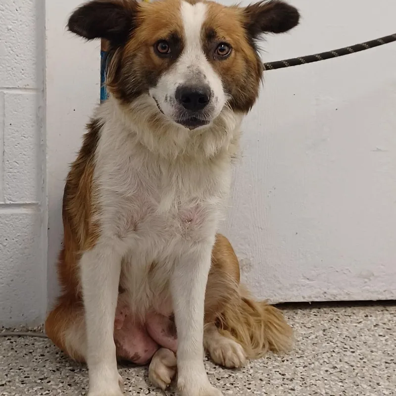 An adult medium-sized female White / Cream Australian Shepherd dog named Froyo for adoption in Hattiesburg, MS