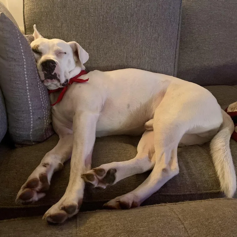 Hank