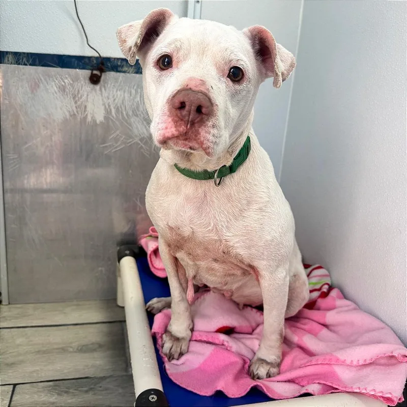 A senior medium-sized female White / Cream Pit Bull Terrier dog named Mary Lynn Fka Promise for adoption in Denison, TX