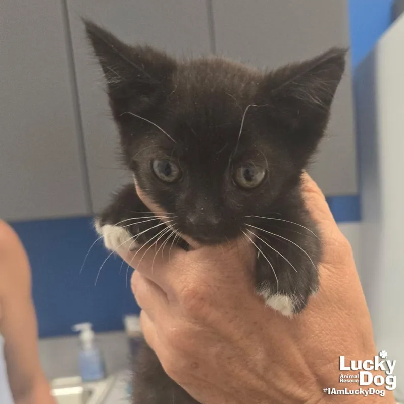 A baby medium-sized male Black & White / Tuxedo Domestic Short Hair cat named Sparky for adoption in Washington, DC