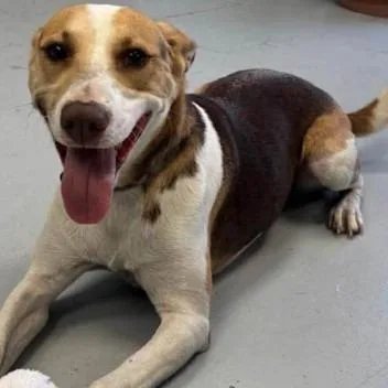 An adult medium-sized female White / Cream Mixed Breed dog named Clover Grace for adoption in Grand Rapids, MI