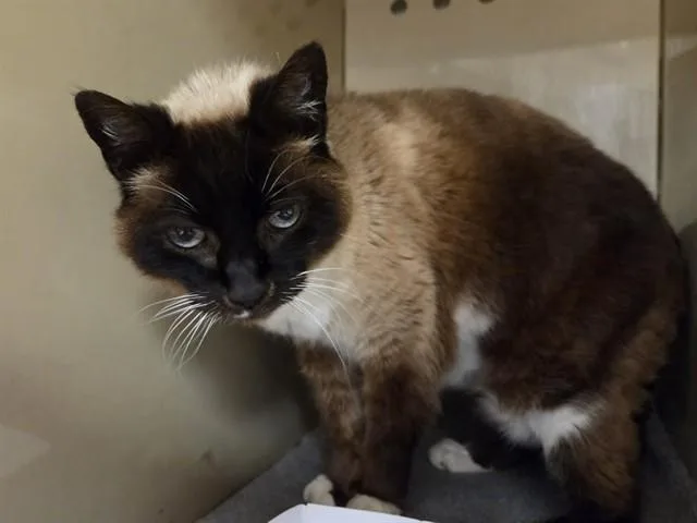A senior medium-sized female Siamese cat named Skippy for adoption in Martinez, CA