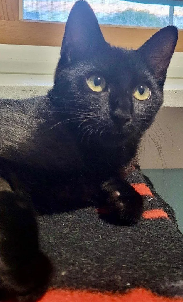 A young small-sized female Black & White / Tuxedo Domestic Short Hair cat named Pepper for adoption in Sayreville, NJ