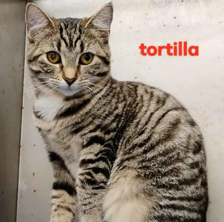 A young medium-sized female Domestic Short Hair cat named Tortilla for adoption in Sunrise Beach, MO