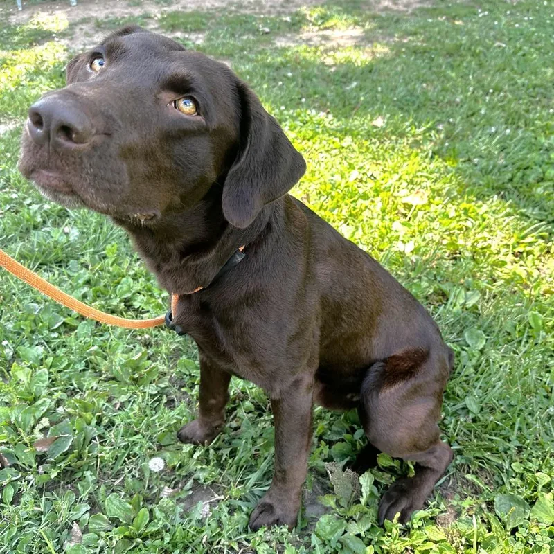 An adult medium-sized male Brown / Chocolate Chocolate Labrador Retriever dog named Charlie for adoption in Warrensburg, MO