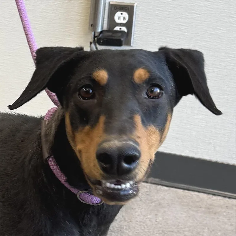 An adult medium-sized female Black Mixed Breed dog named Keira for adoption in Las Cruces, NM