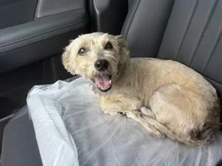 A young small-sized female Yellow / Tan / Blond / Fawn Cairn Terrier dog named Luna for adoption in Tifton, GA
