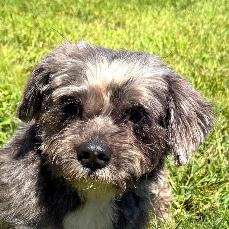 An adult small-sized female Terrier dog named Anais for adoption in Auburn, NE