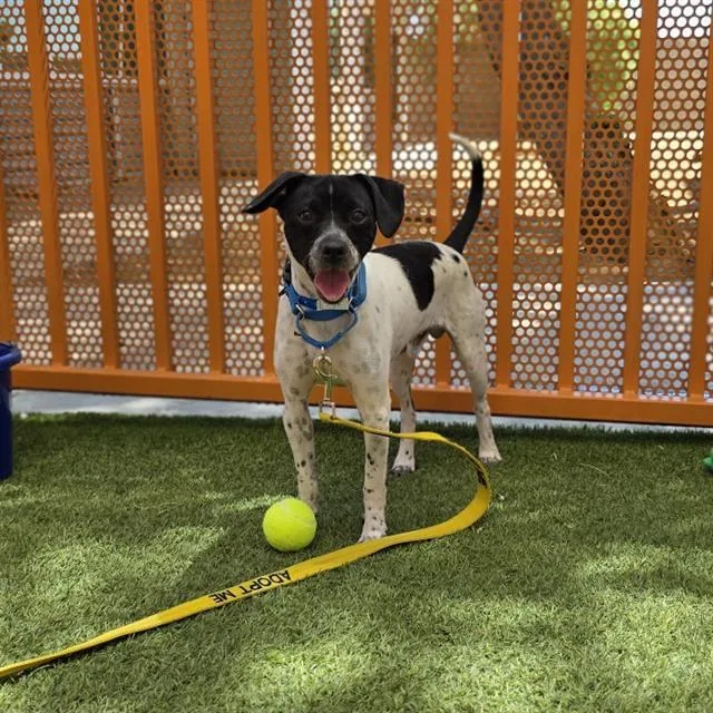 A young small-sized male English Pointer dog named Snoopy for adoption in Las Vegas, NV