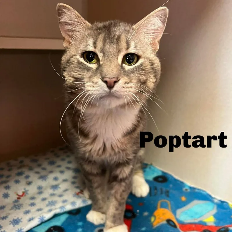 Poptart