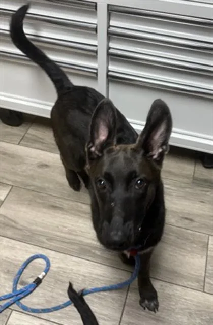 A young small-sized male German Shepherd Dog dog named James for adoption in Redlands, CA