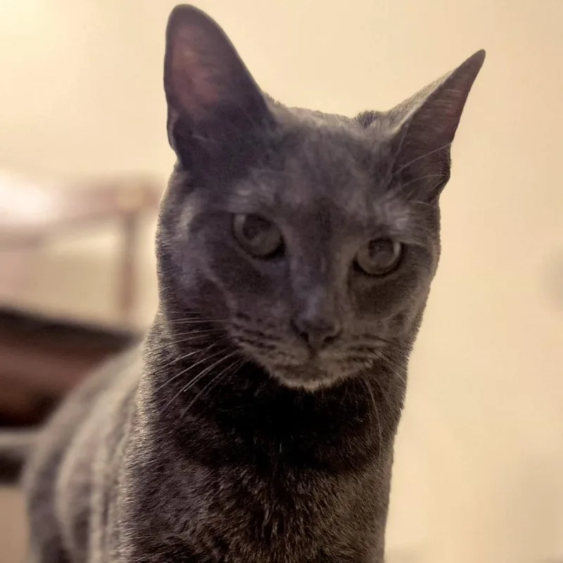 A senior large-sized male Gray / Blue / Silver Russian Blue cat named Bleuce Wayne for adoption in Brownsboro, AL