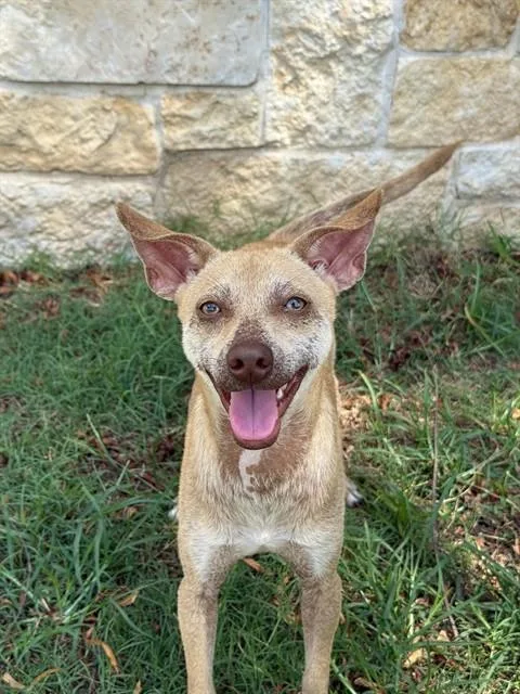 An adult small-sized male Chihuahua dog named Dobey for adoption in Sugar Land, TX