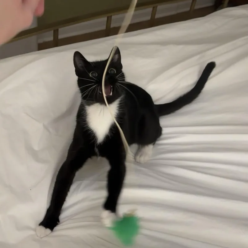 Peppercorn thumbnail 5