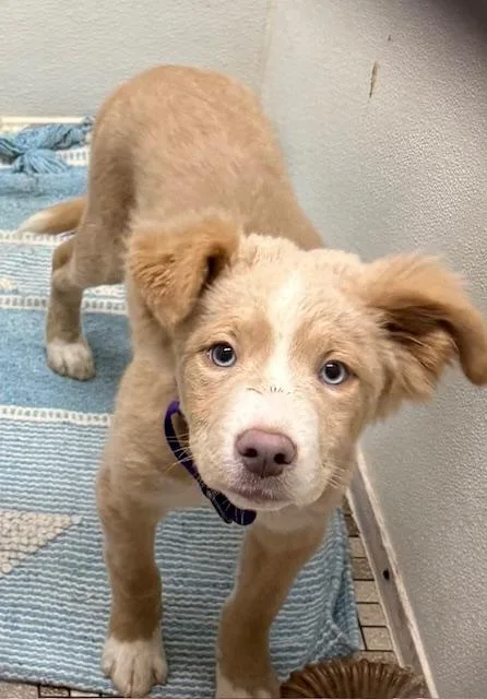 A baby large-sized female Husky dog named Hera for adoption in Honesdale, PA