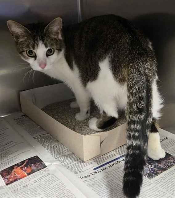 An adult medium-sized female Domestic Short Hair cat named Lady for adoption in Lancaster, CA
