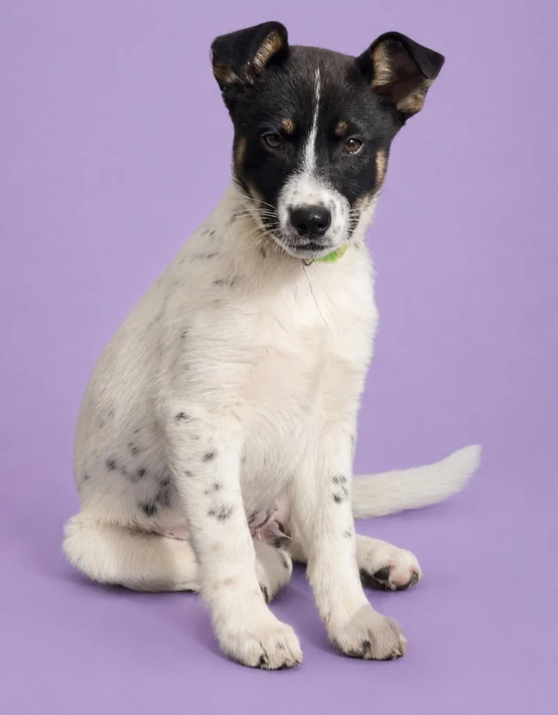 A baby medium-sized female Tricolor (Brown, Black, & White) Australian Cattle Dog / Blue Heeler dog named Missy for adoption in Manteca, CA
