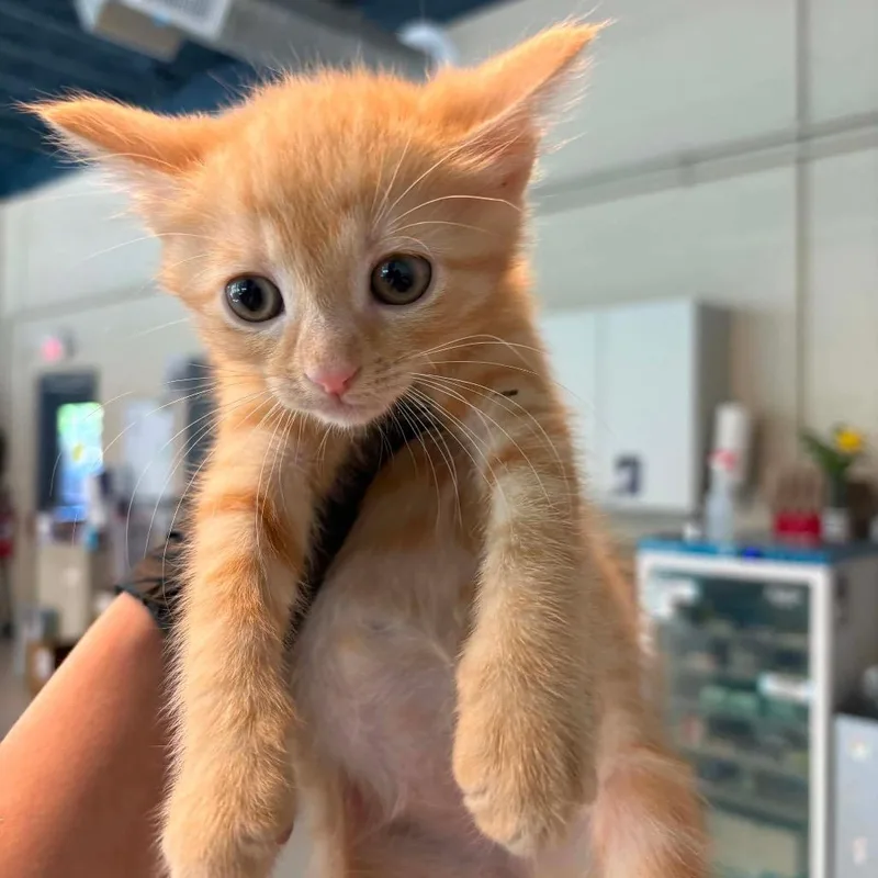 A baby small-sized female Orange / Red Domestic Short Hair cat named Danielle for adoption in Huntington, WV