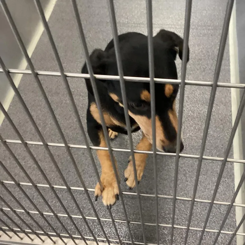 An adult small-sized male Black Terrier dog named Cash for adoption in Montgomery, AL