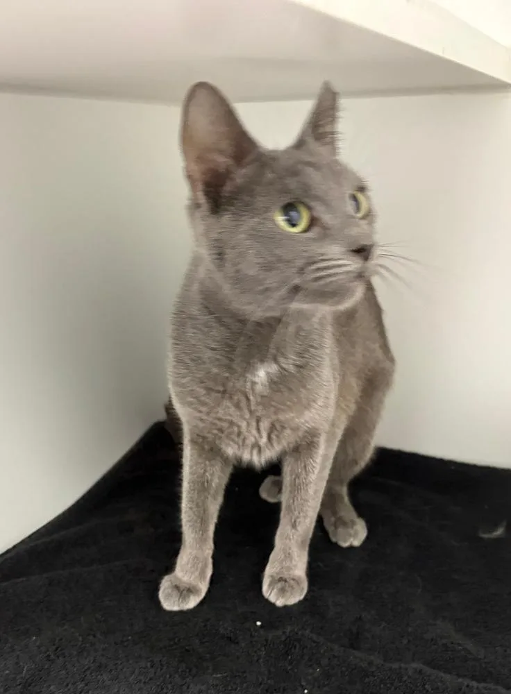 An adult medium-sized female Gray / Blue / Silver Domestic Short Hair cat named River for adoption in Rochester, IN