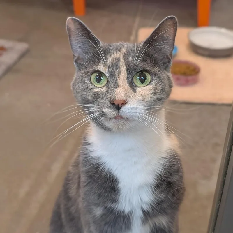 An adult medium-sized female Torbie Domestic Short Hair cat named Athena for adoption in Washington Township, OH