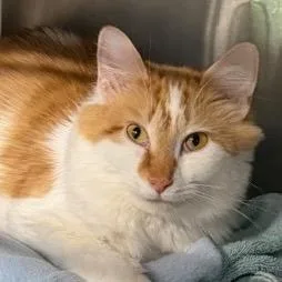 A young medium-sized female Domestic Medium Hair cat named Magnolia for adoption in Cumming, GA