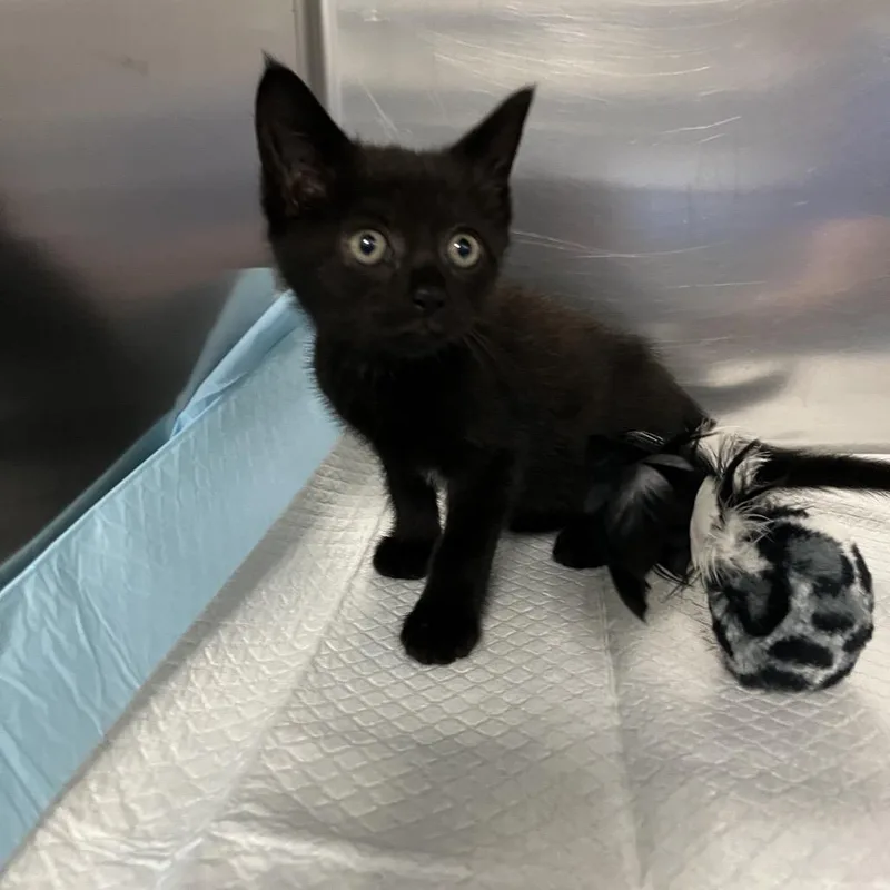 A baby small-sized female Black Domestic Short Hair cat named Spaceball for adoption in Greensboro, NC
