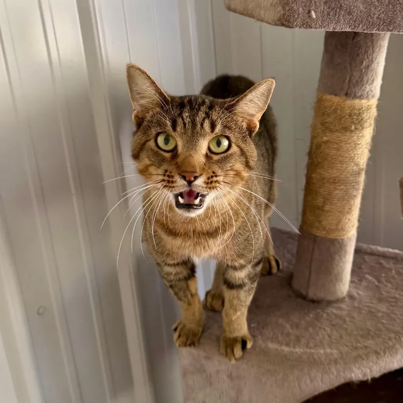 An adult large-sized male Domestic Short Hair cat named Van for adoption in Fairmont, WV