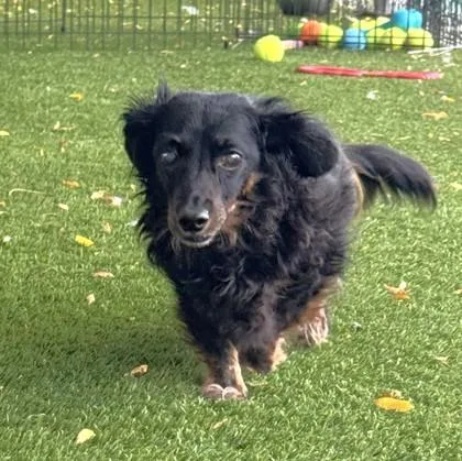 An adult medium-sized male Dachshund dog named Mugsy for adoption in Seattle, WA