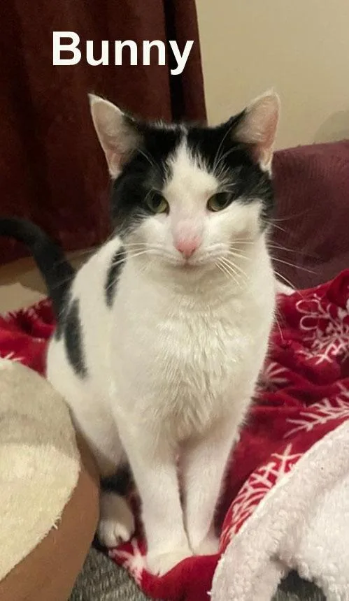 Bunny Gil. thumbnail 3