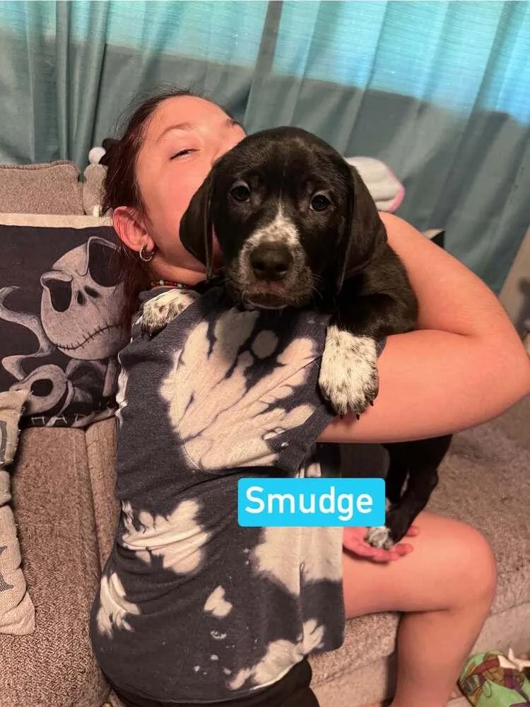 A baby small-sized female Tricolor (Brown, Black, & White) Labrador Retriever dog named Smudge for adoption in Silsbee, TX