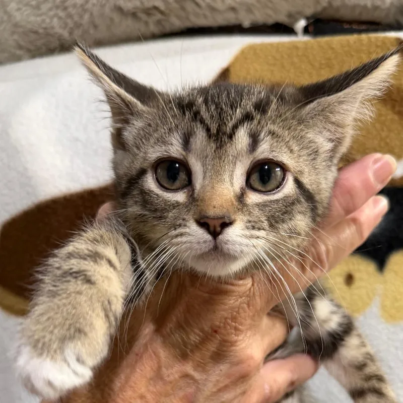 A baby small-sized female Gray / Blue / Silver Domestic Short Hair cat named Ethel for adoption in Blairsville, GA