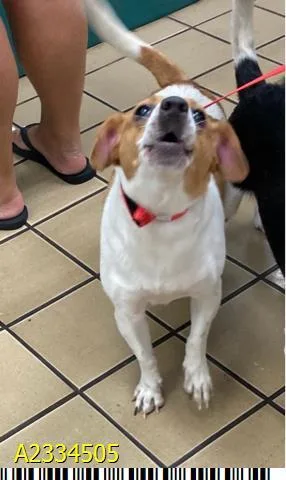 A young medium-sized female Mixed Breed dog named Velocity for adoption in West Palm Beach, FL