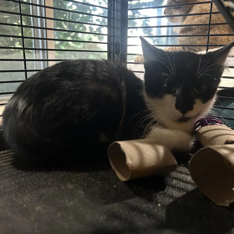 A baby small-sized male Black Domestic Short Hair cat named Trevor for adoption in Calimesa, CA