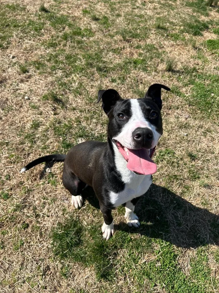 A baby medium-sized female Pit Bull Terrier dog named Ella for adoption in Johnson City, TN