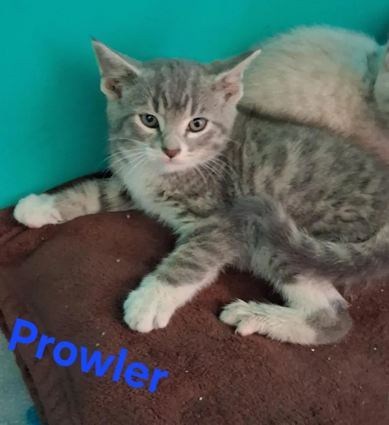 A baby small-sized male Domestic Medium Hair cat named Prowler for adoption in Lynchburg, TN