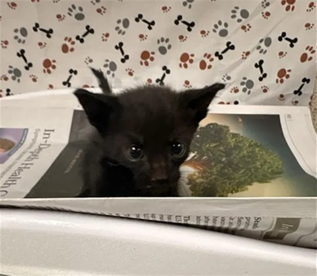 A baby small-sized male Domestic Short Hair cat named Pit for adoption in Riverside, CA