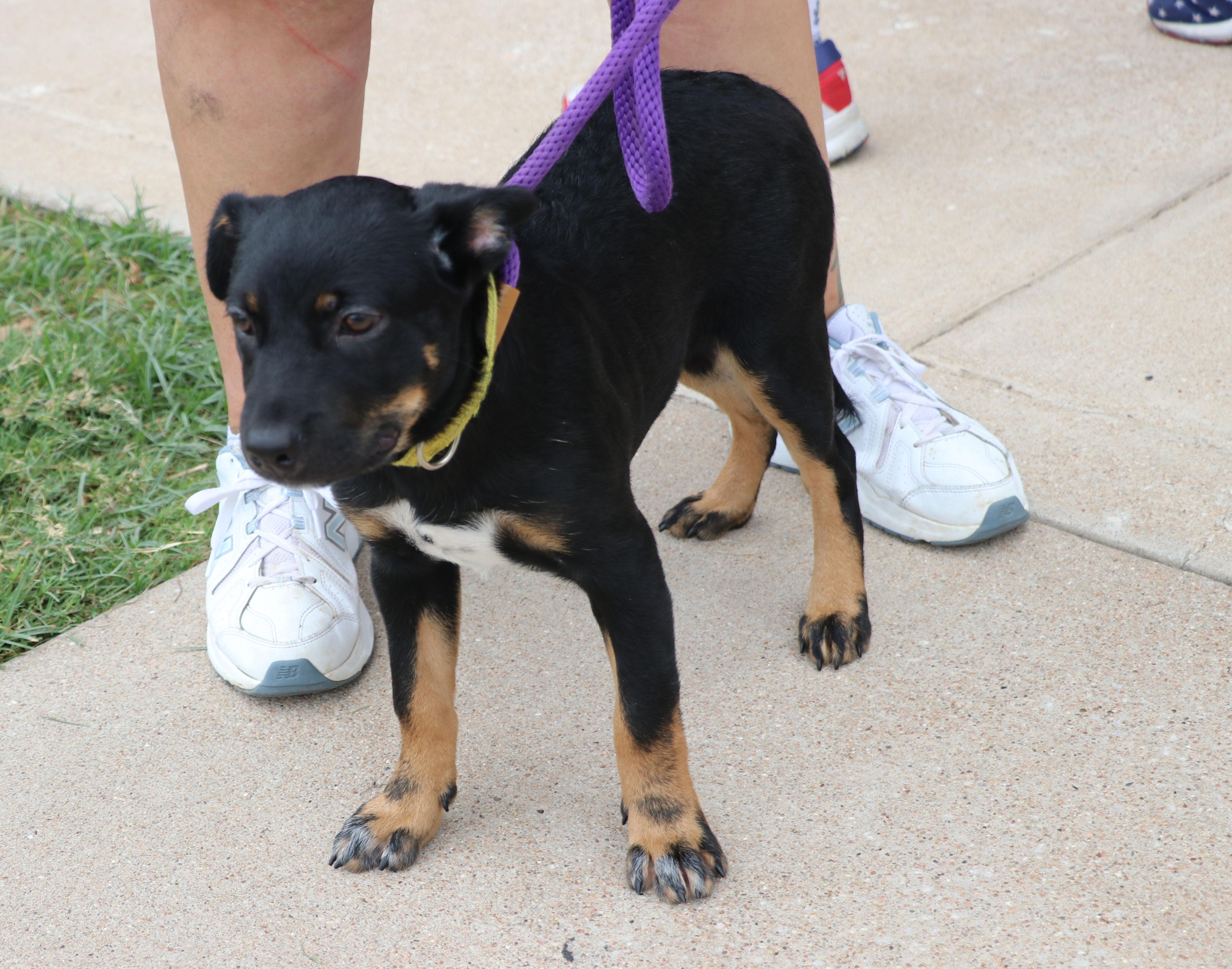 A baby medium-sized male Tricolor (Brown, Black, & White) Mixed Breed dog named Pride for adoption in Pflugerville, TX