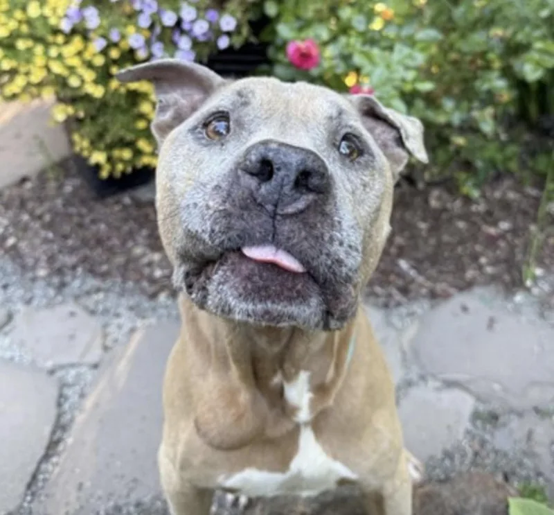A senior medium-sized male Brown / Chocolate American Staffordshire Terrier dog named Sam for adoption in Newcastle, CA