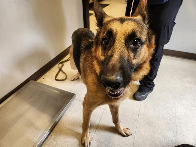 An adult large-sized male German Shepherd Dog dog named Wangzai for adoption in Kent, WA