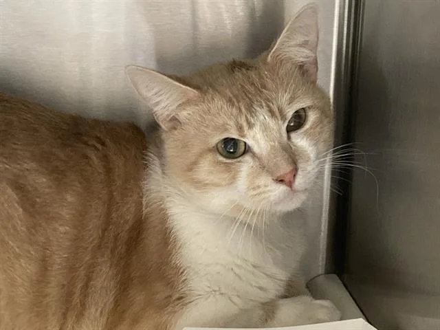 A young medium-sized male Domestic Short Hair cat named Barboso for adoption in Tustin, CA