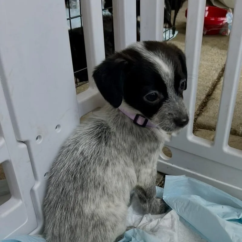 A baby medium-sized female Gray / Blue / Silver Chiweenie dog named Daphne for adoption in Cordova, TN