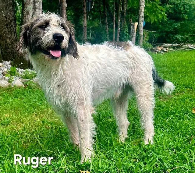 A young medium-sized male Standard Poodle dog named Ruger for adoption in Franklin, TN