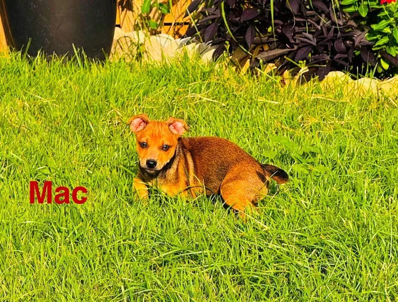 M&M Puppies thumbnail 2