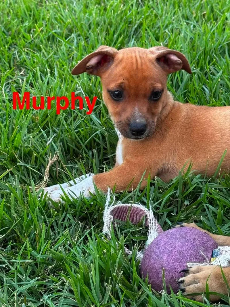 M&M Puppies thumbnail 3
